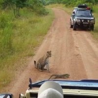 تلاش پلنگ جوان برای شکار بزمجه