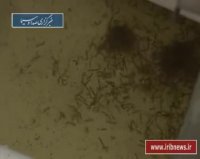 پرورش حشره های آلوده به باکتری در برزیل