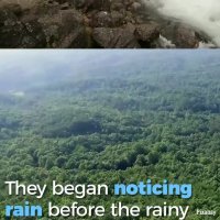 نمایی از جنگل آمازون