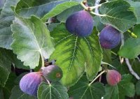 نهالستان انجیر 09123205271