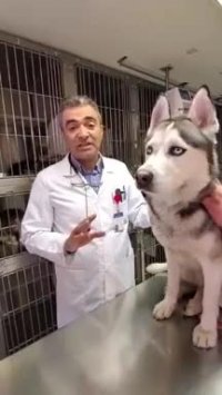 آیا حیوانات خانگی ناقل ویروس کرونا هستند؟