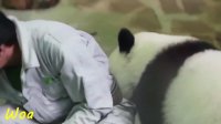 Panda addicted to hugging adorable pandas compilation