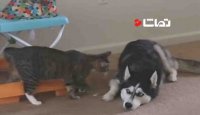 گربه ای که سگ بیچاره رو دیوونه کرد