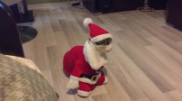 Cat wearing Santa outfit plays dead on command