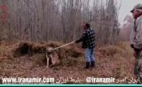 نجات خطرناک گرگ از تله