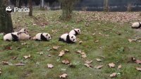 How Many Baby Pandas Do You See?