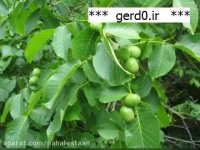 نهال گردو پیوندی مقاوم در برابر سرما | 09141832393