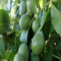 فروش گردو چندلر پیوندی 09121270623