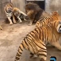 درگیری چند ببر و یک شیر