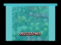 درخت ترکیبی- نهال چند نوع میوه - پارس نهال