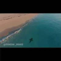 کوسه در  ساحل