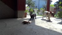 French Bulldog puppies take on robot spider