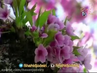 نماهنگ خران لیلی