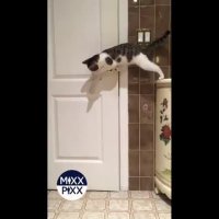 هیچ چیزی مانع این گربه نمیشه