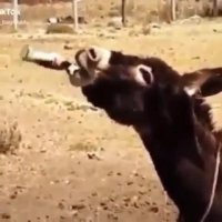 وقتی به ی خر انرژی زا میدی