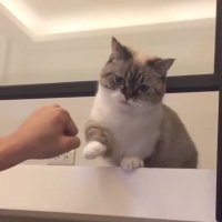 وقتی گربه میگه بزن قدش!