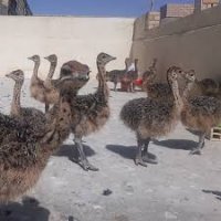 جوجه شترمرغ