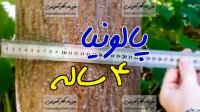 درخت پالونیا در 4 سالگی خرید نهال 09915131382