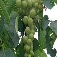 فروش نهال گردو چندلر اصلاح شده 09121270623