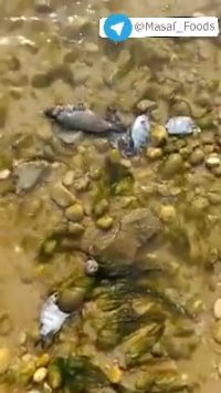 مرگ ماهیها در سواحل بوشهر به دلیل ریخته شدن فاضلاب