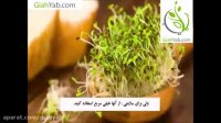 غذاهایی که زود فاسد میشوند