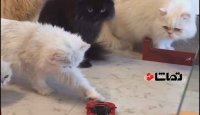 واکنش خنده دار گربه ها به ماشین اسباب بازی