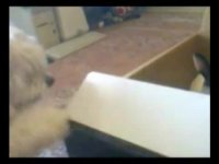 دوستی و بازی سگ و خرگوش