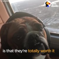 Family Adopts SO MANY Different Animals — And They Couldn't Be Happier | The dodo