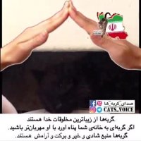 بچه گربه یتیم