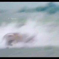 درگیری ایمپالاها و سواستفاده شیر