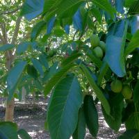 فروش نهال گردوی چندلر 09121270623