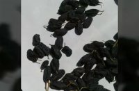 خرید و فروش نهال بادام