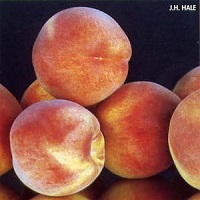 درخت هلو پیوندی 09124482642