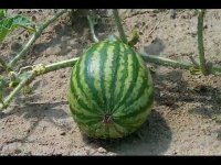 Watermelon Time Lapse.wmv