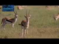 مستند حملات سریع حیوانات مرگبار