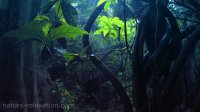 Rain Sounds for Sleeping - Relaxing Tropical Rainforest Sounds for Sleep, Relaxing, Dreaming