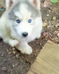 سگ زیبا که میگن یعنی این!