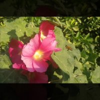 رقص زیبای زنبور عسل