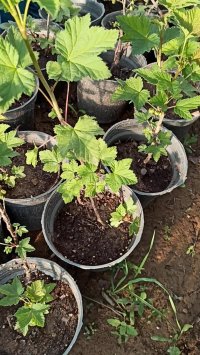 خرید و قیمت نهال انگور فرنگی ردکارنتنهالستان تک فیدان 09144811631