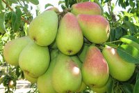 خرید نهال گلابی بیروتی 09197722218