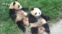 Oh My, How Long Hasn't The Pandas Bathed? | iPanda