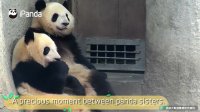 【Panda Countdown】Mommy Pandas And Their Kids Are Sure Hilarious! 20170916 | iPanda