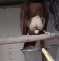 یه تخم دیگه بکنی رفتیما