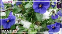 10 گل فوق العاده ای که نگهداری آسانی دارند