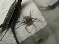 صداگذاری خنده دار روی عنکبوت