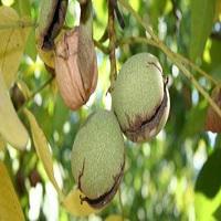 خرید نهال گردو چندلر پاکوتاه 09121270623