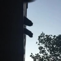 هانیه توسلی و گربه اش