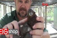 معرفی انواع گونه های بلدرچین به زبان انگلیسی