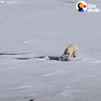 Baby Polar Bear Plays In Puddles | The Dodo