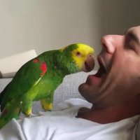 هرکاری از دستش بر بیاد می کنه تا طرف آواز نخونه